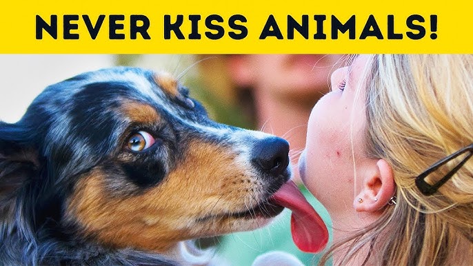 Dangers of kissing a dog
